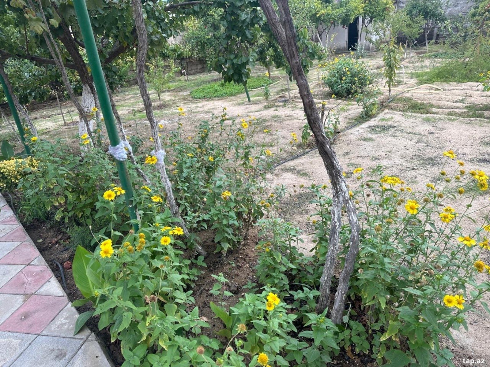 Bağ evi, Buzovna qəs. (12)