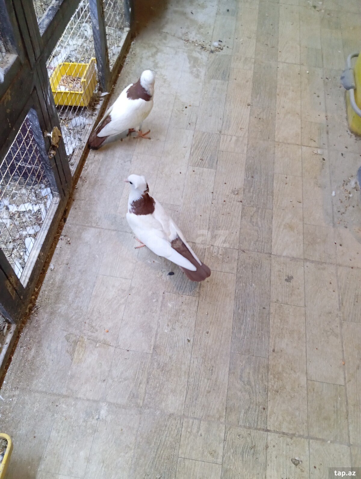 Göyərçinlər (7)
