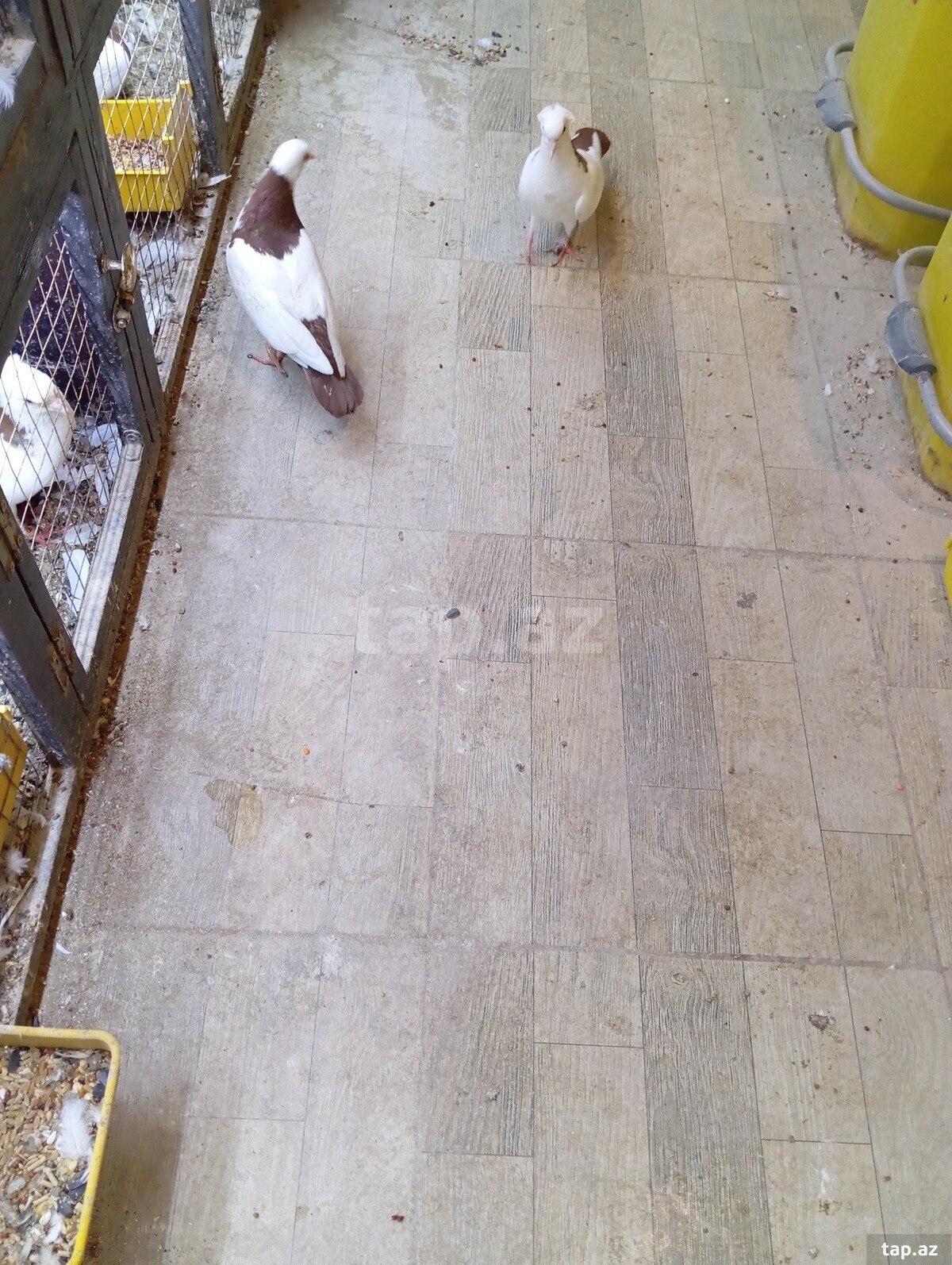Göyərçinlər (3)