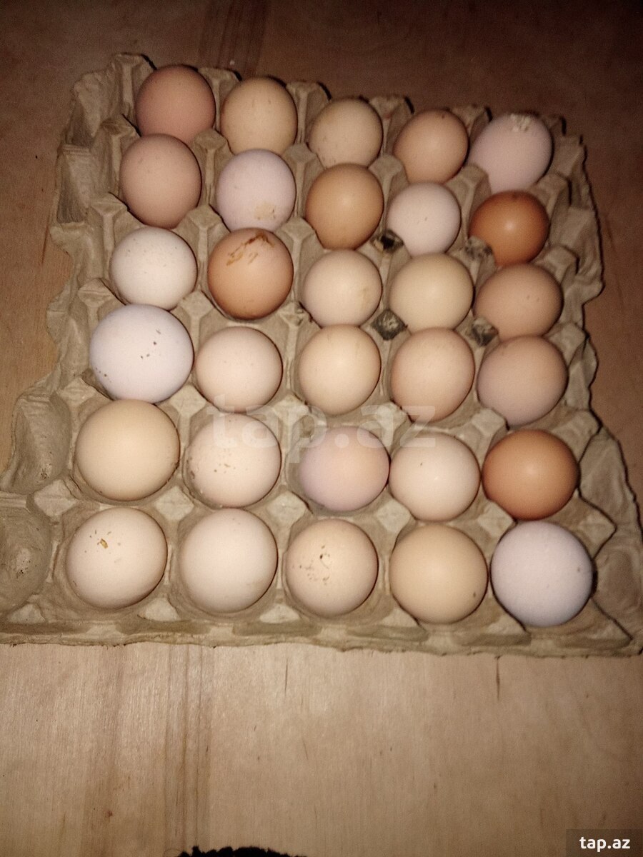 Xarkov toyuq yumurtası