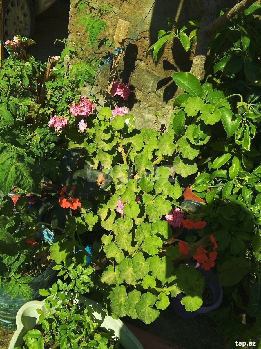 Güllər (10)