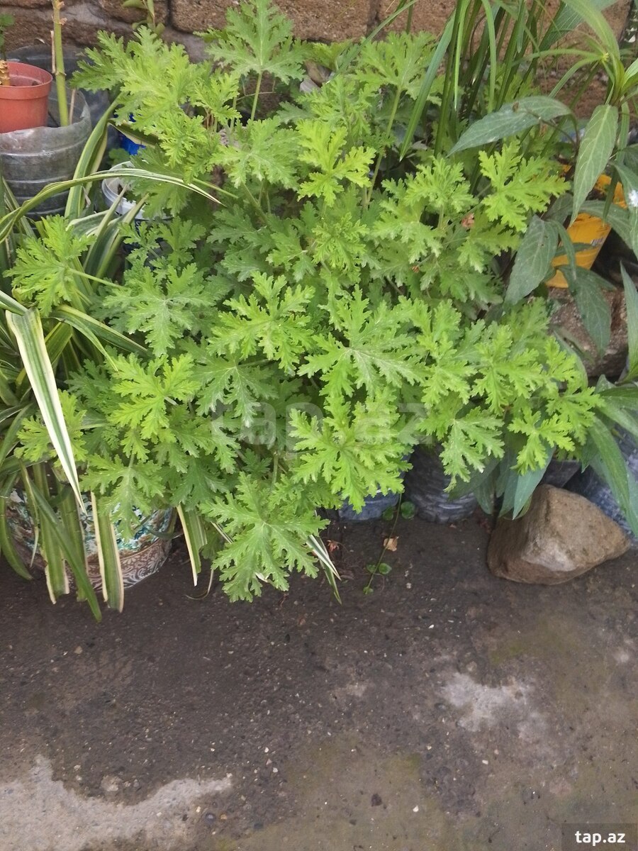 Güllər (18)