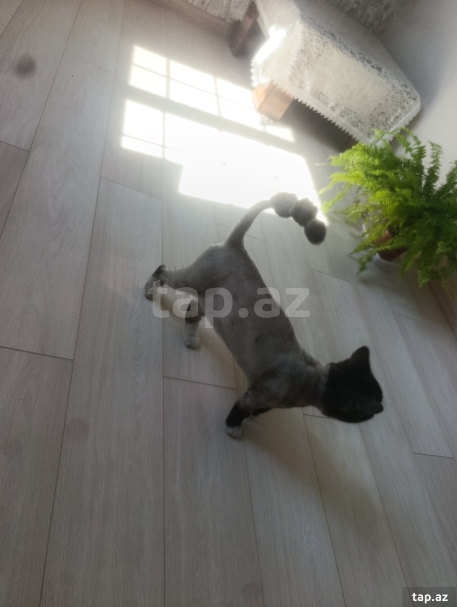 Pişik tapılıb (4)