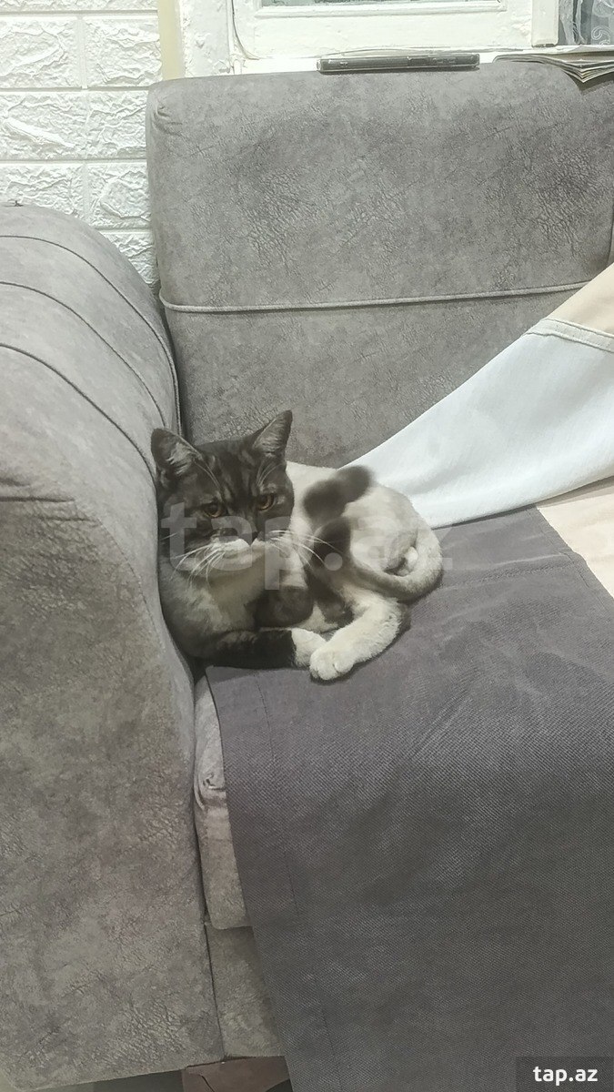 Pişik tapılıb