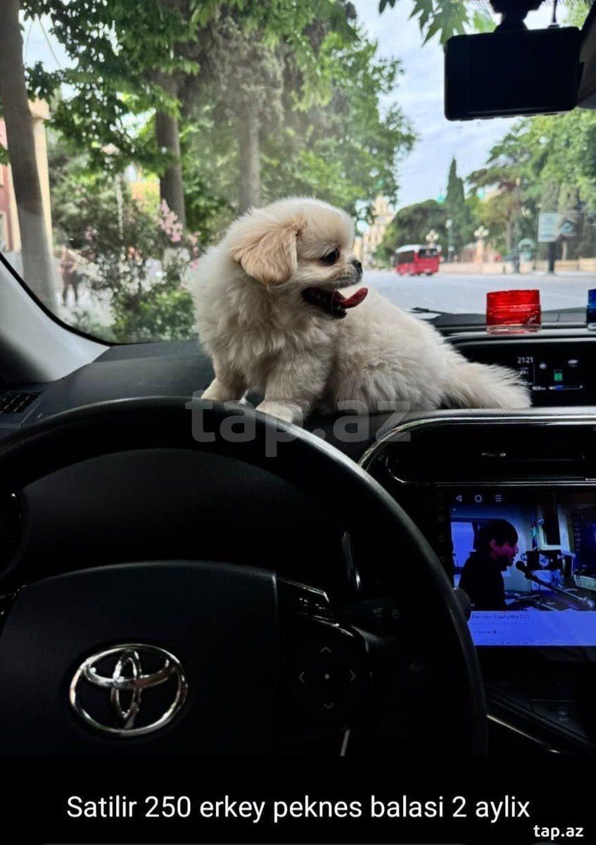 Pekines balası
