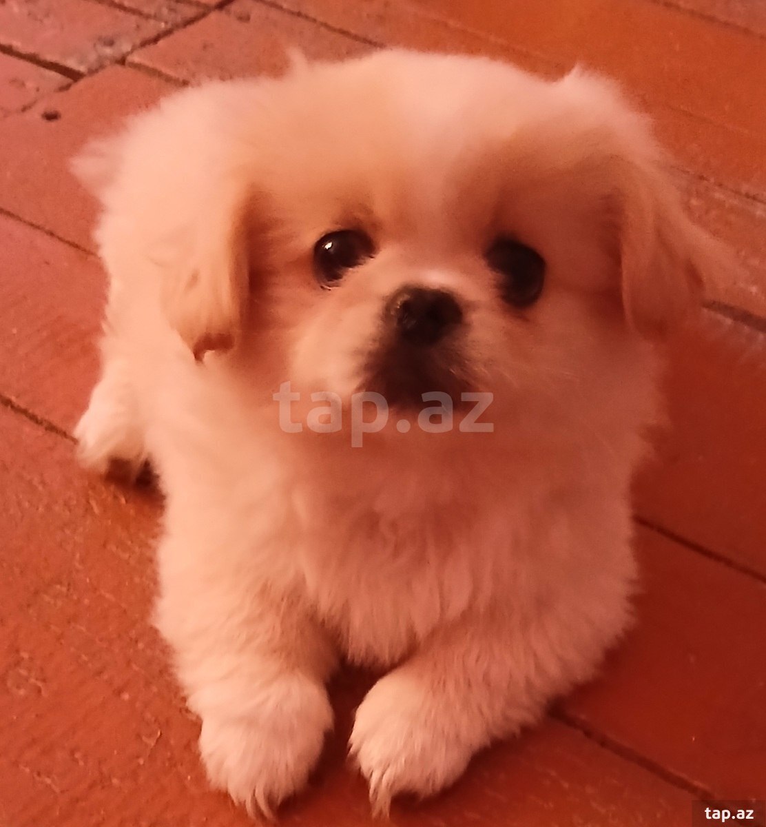 Pekines balası (2)