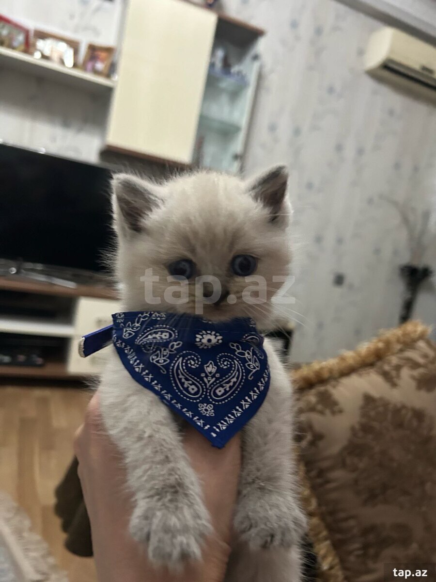 Pişik balası (16)