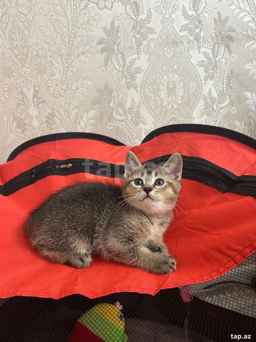 Pişik balası (21)