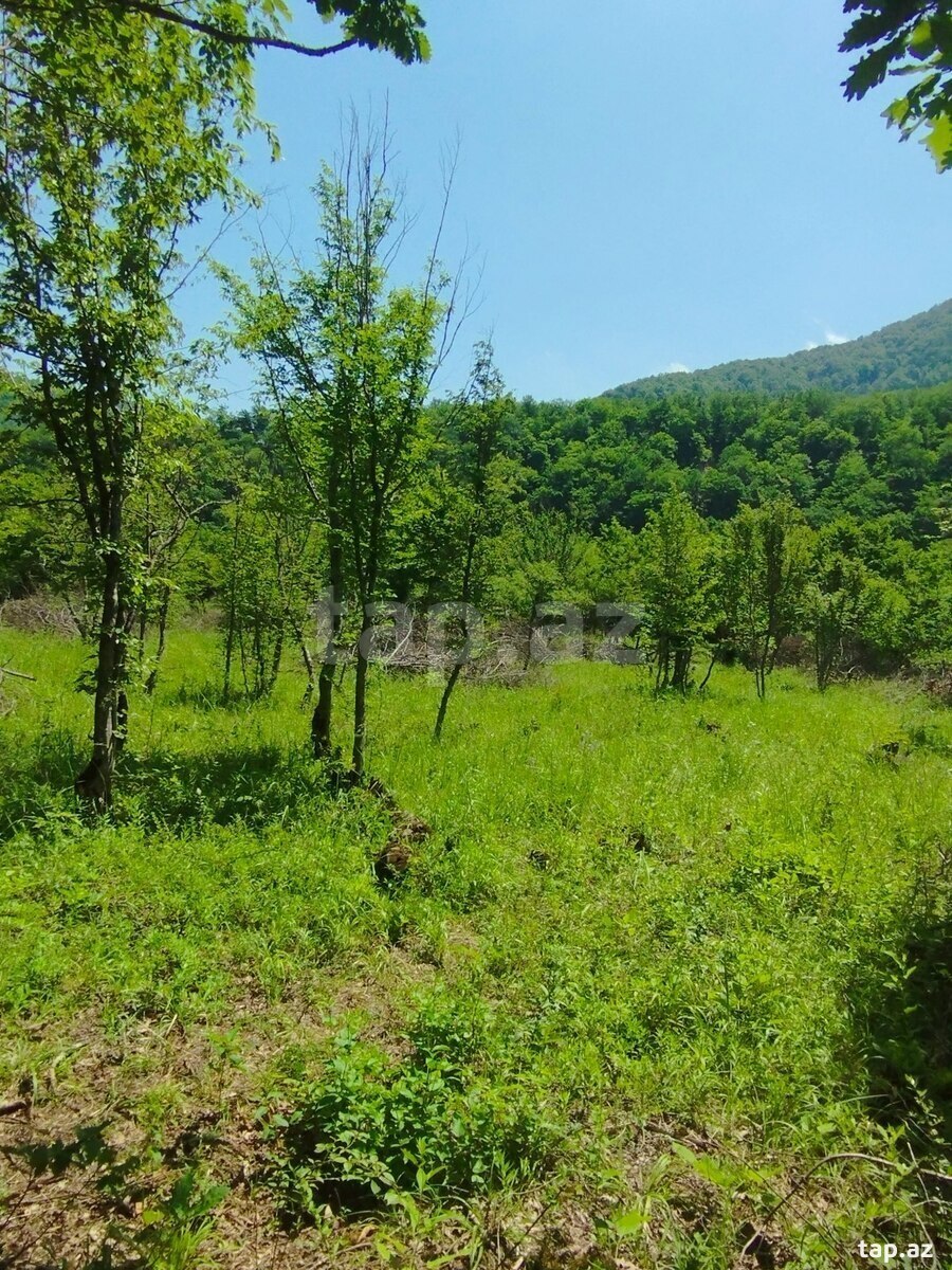 100 sot torpaq sahəsi, Quba r. (2)