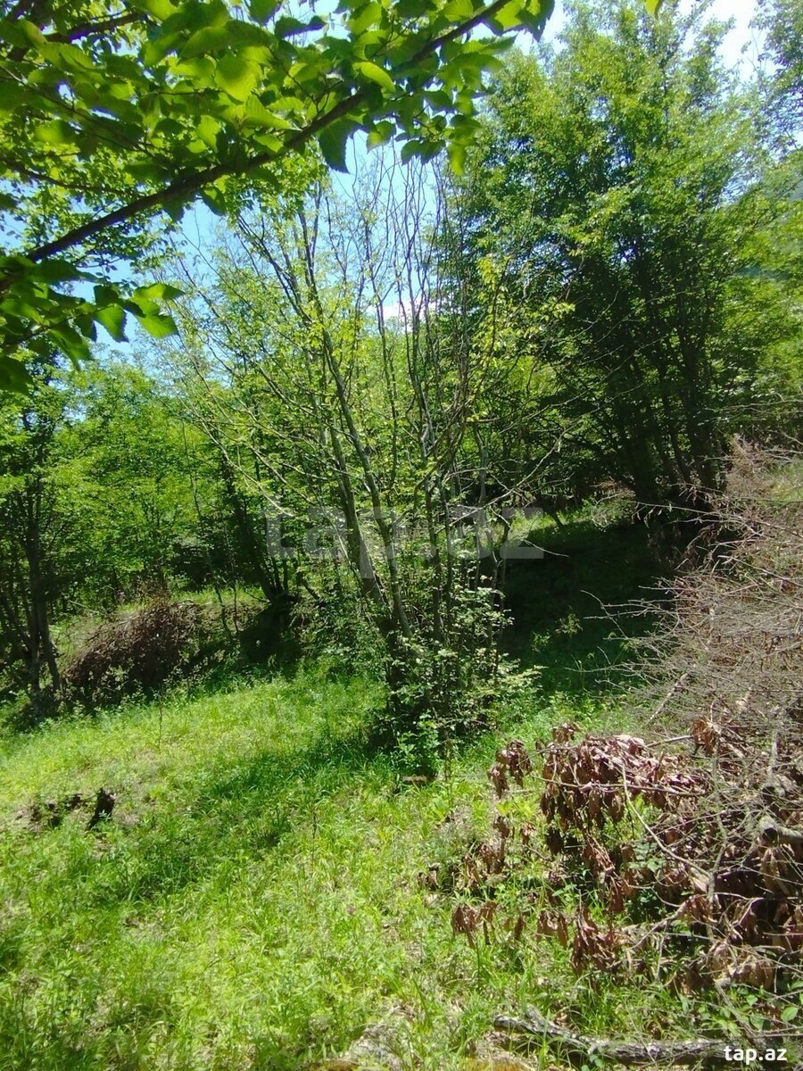 100 sot torpaq sahəsi, Quba r. (3)