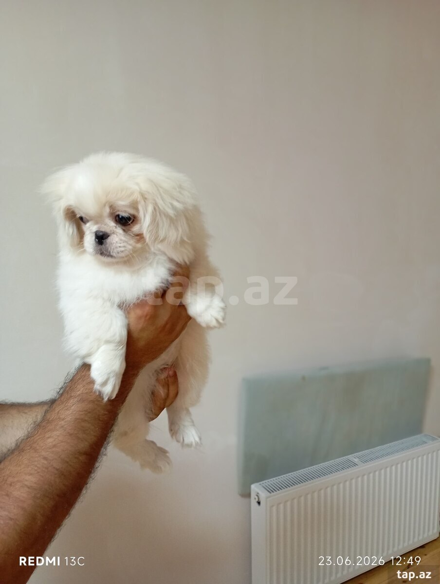 Pekines balası