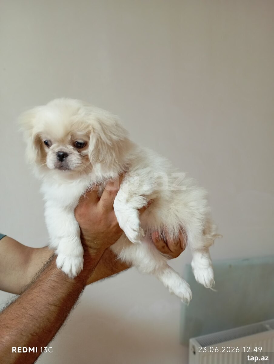 Pekines balası (4)