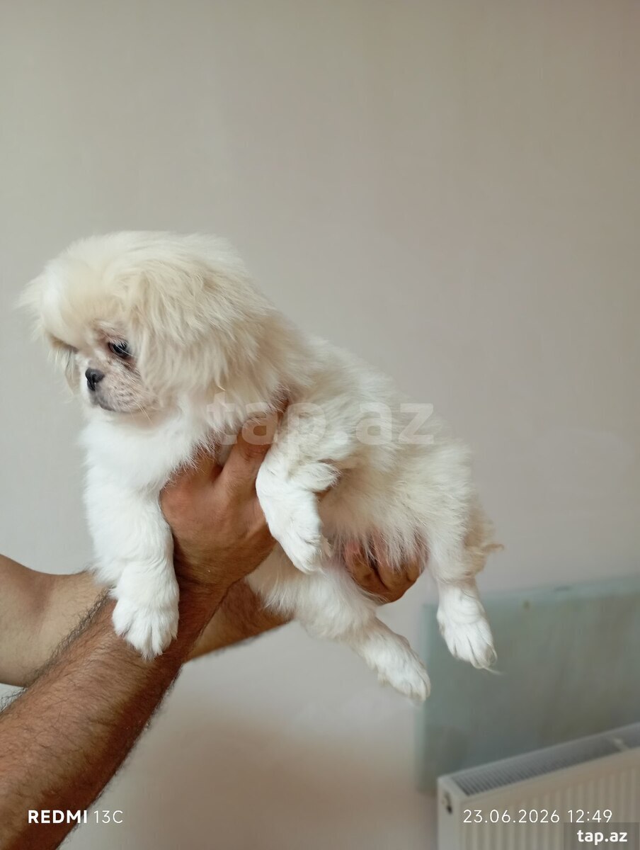 Pekines balası (5)
