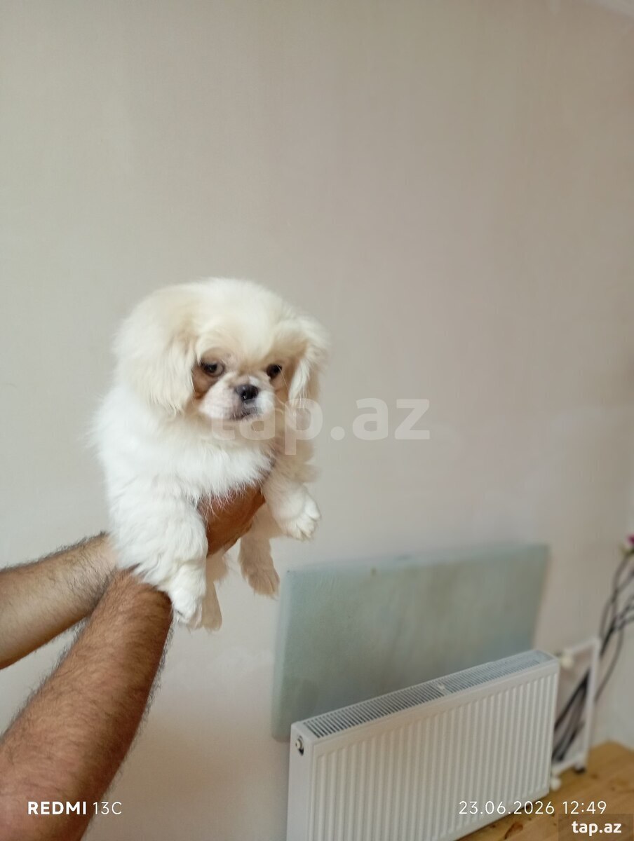 Pekines balası (2)