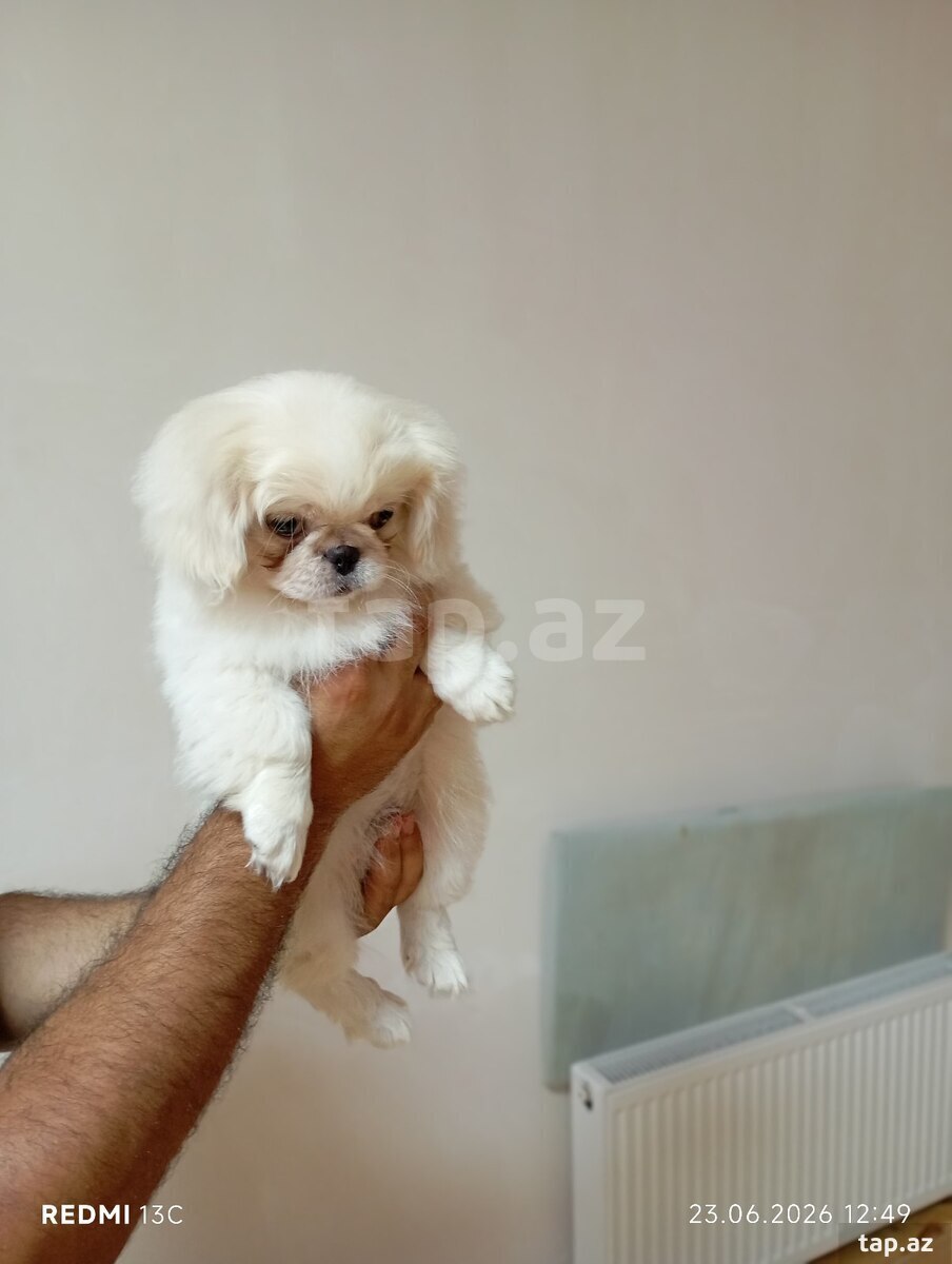 Pekines balası (3)