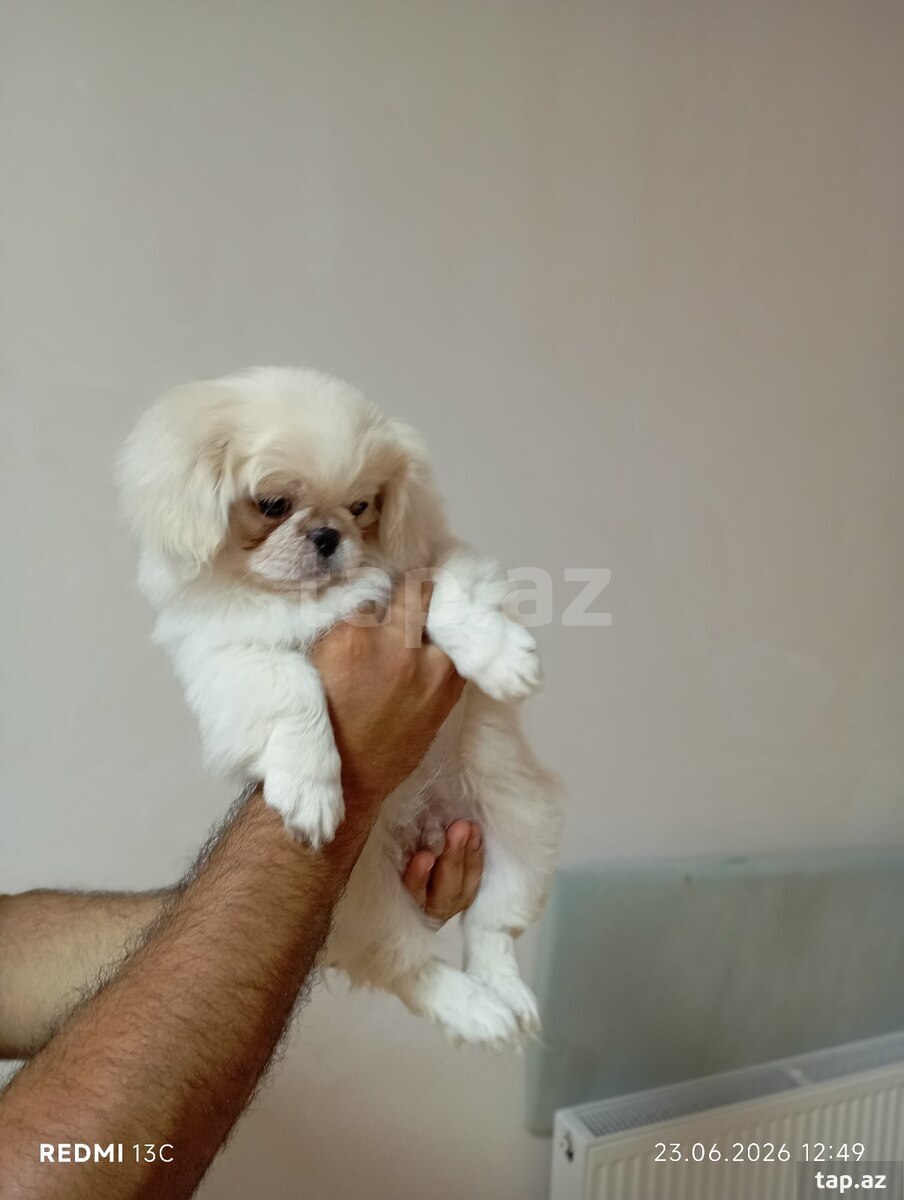 Pekines balası (6)