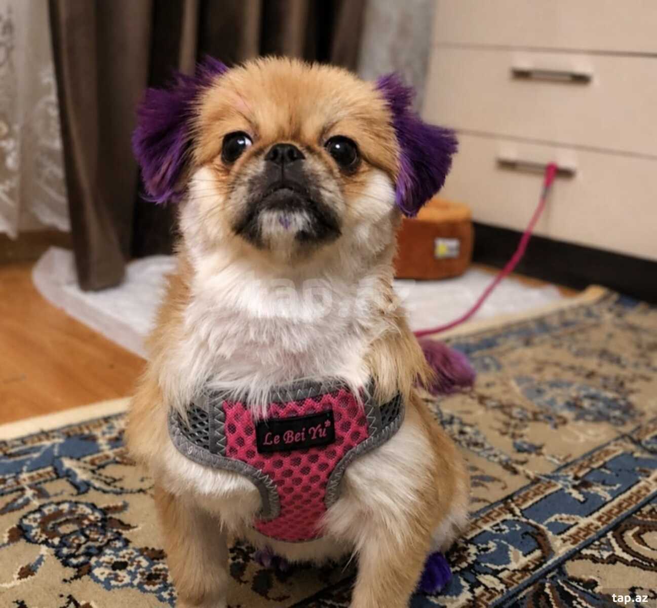 Pekines