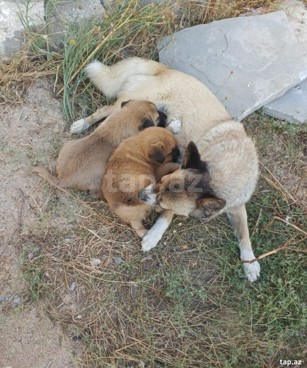 Həyət iti balaları