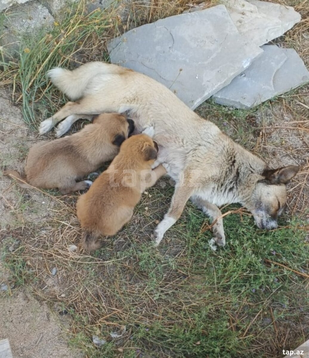 Həyət iti balaları (3)