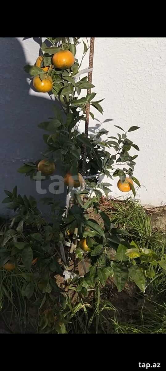 Bağ evi, Fatmayı qəs. (13)