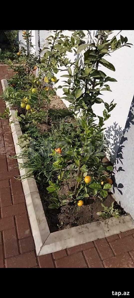Bağ evi, Fatmayı qəs. (11)