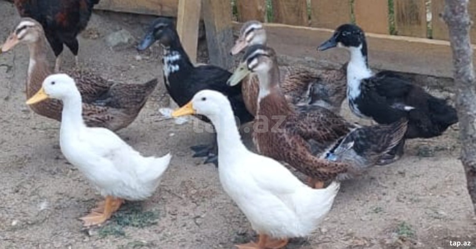 Ördəklər