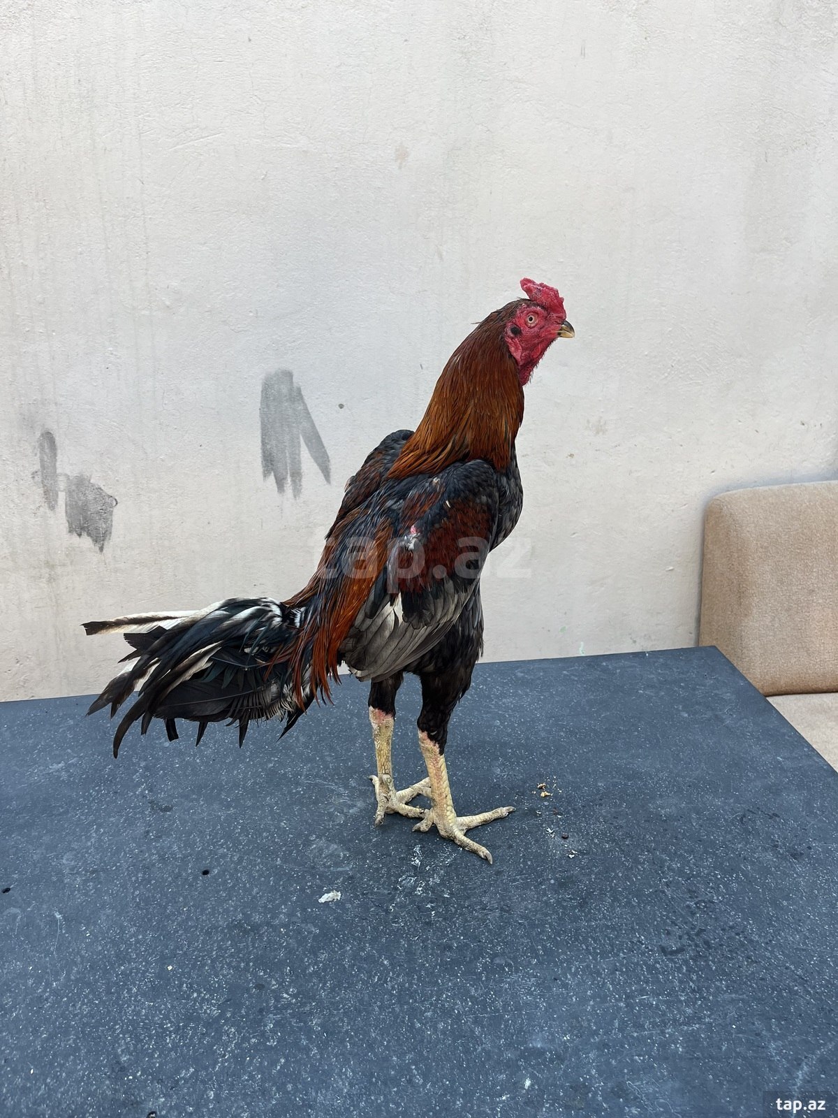 Heyratı 