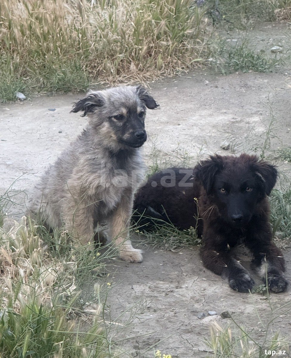 Həyət iti balaları etibarlı əllərə verilir