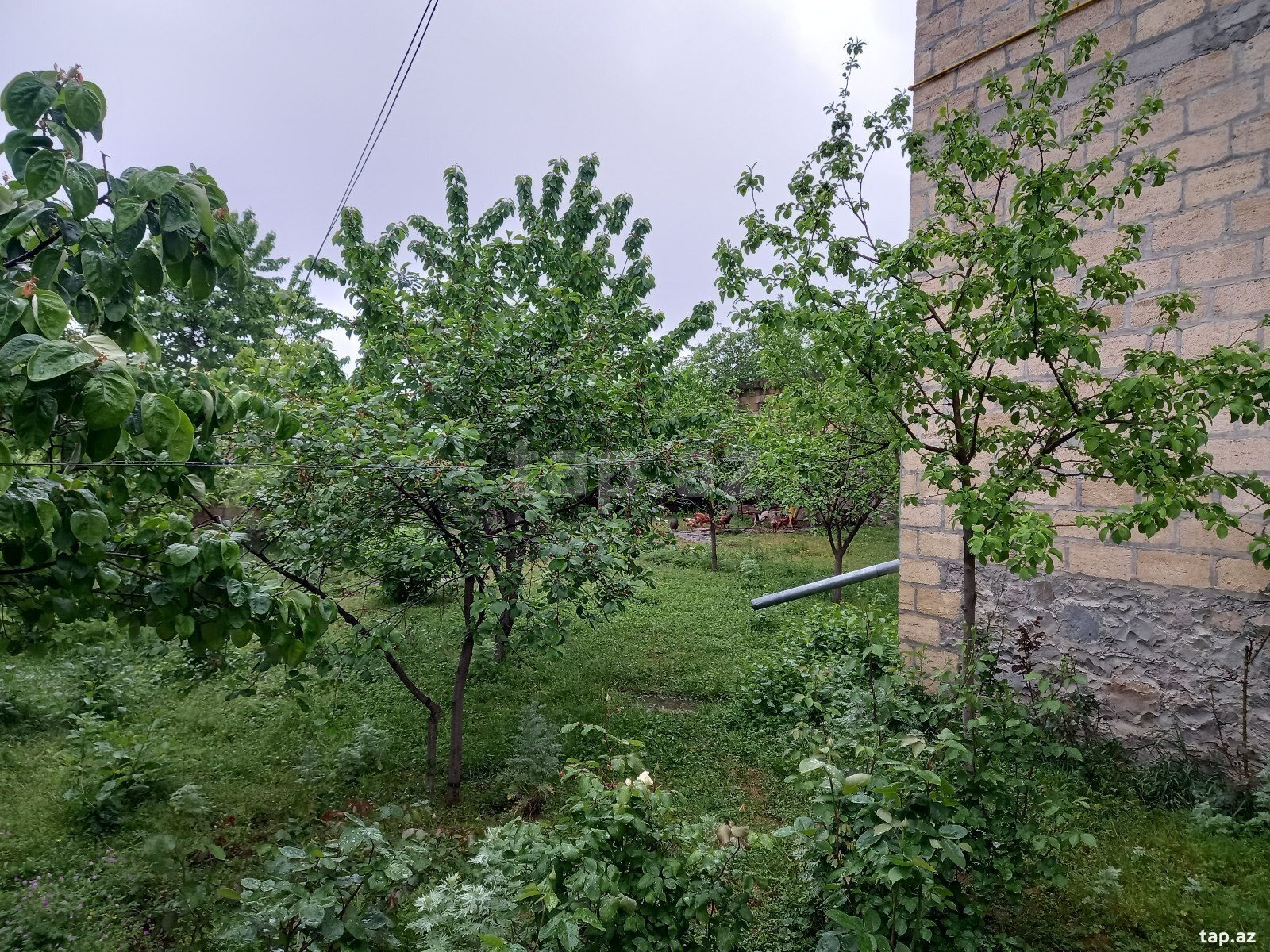 Həyət evi kirayə verilir, İsmayıllı r. (5)