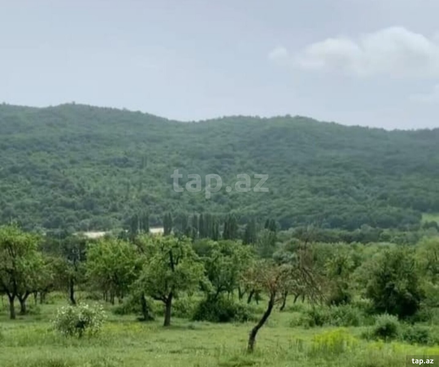 40 sot torpaq sahəsi, Quba r. (7)