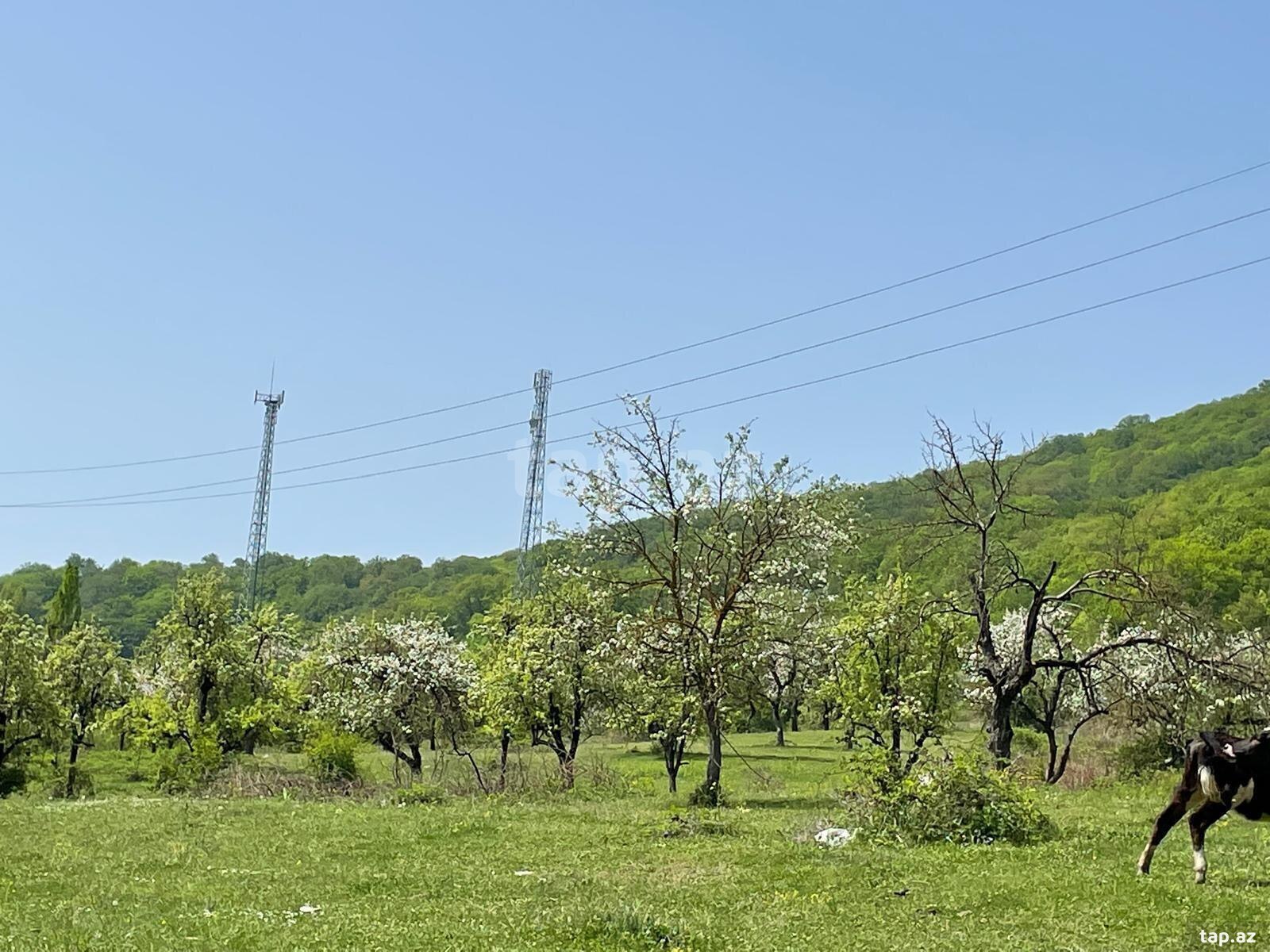 40 sot torpaq sahəsi, Quba r. (9)