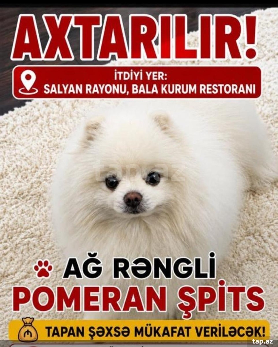 Şpits itib
