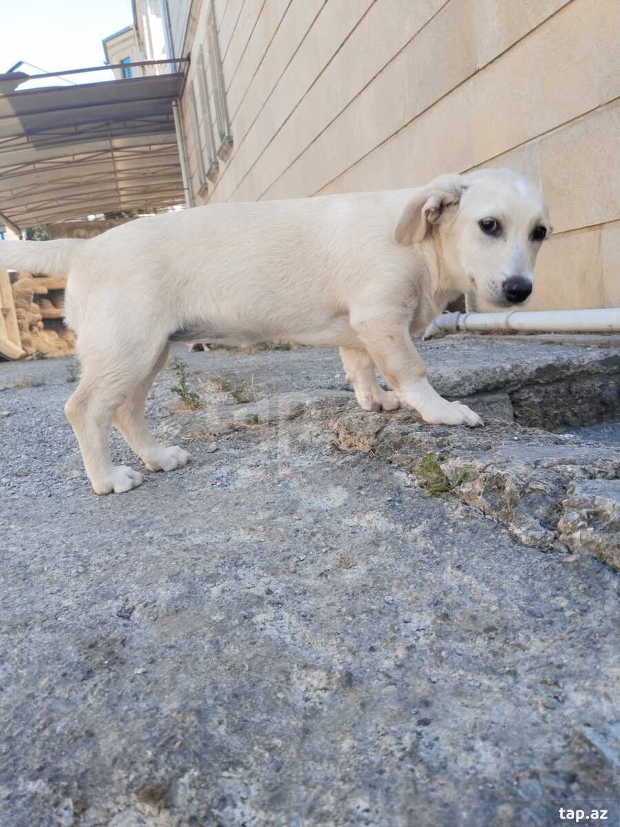 Həyət iti balası (4)