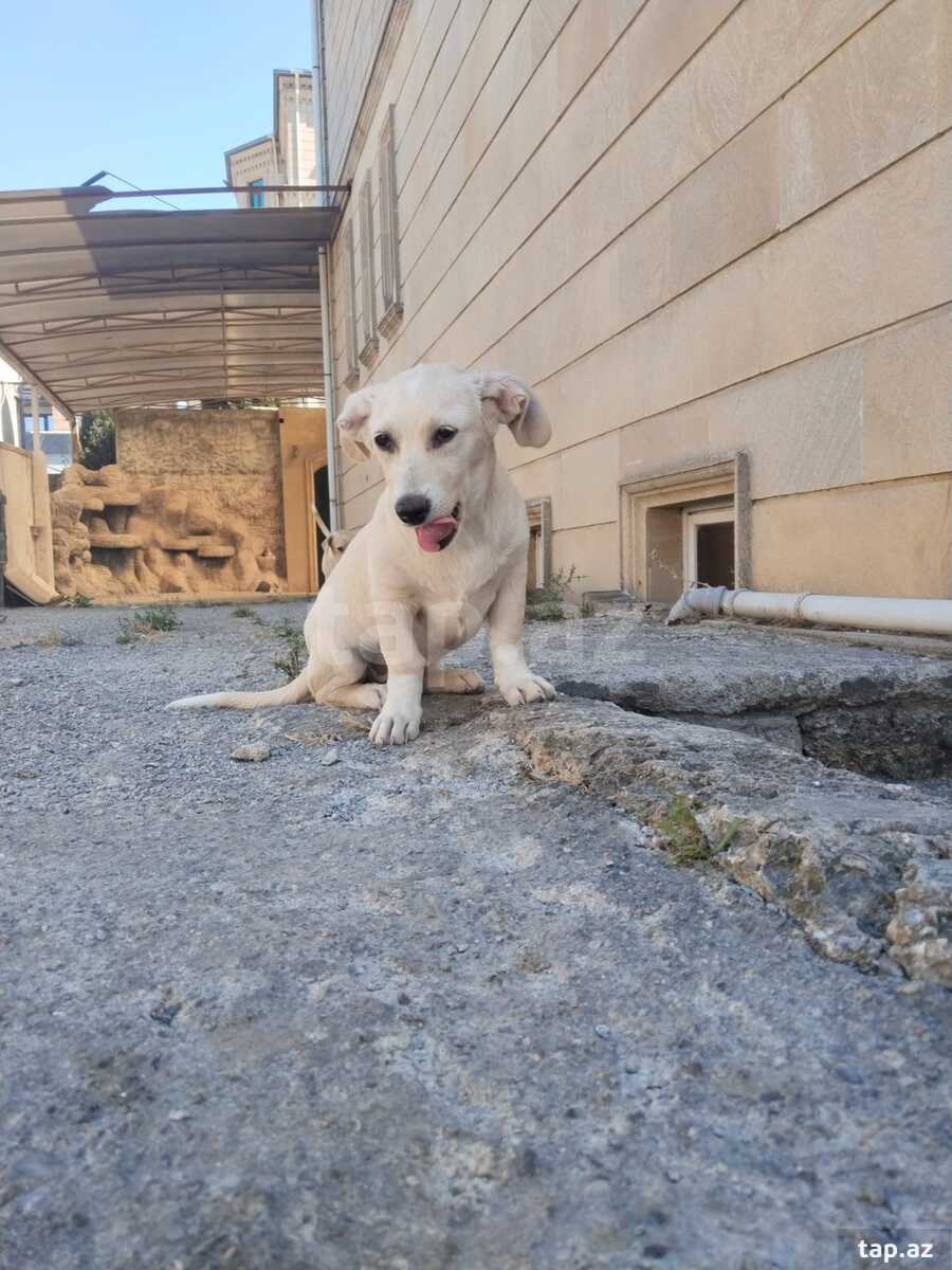Həyət iti balası (3)