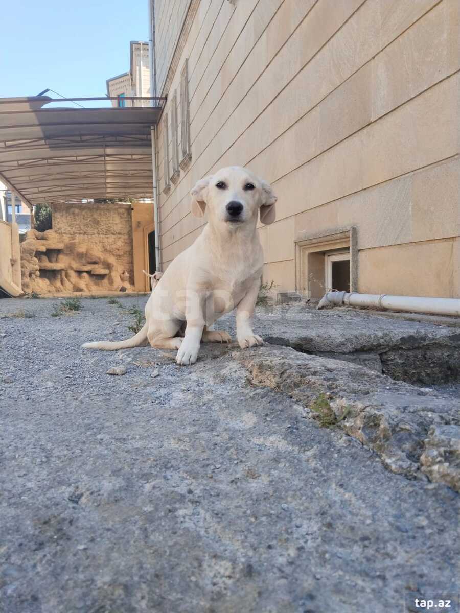 Həyət iti balası