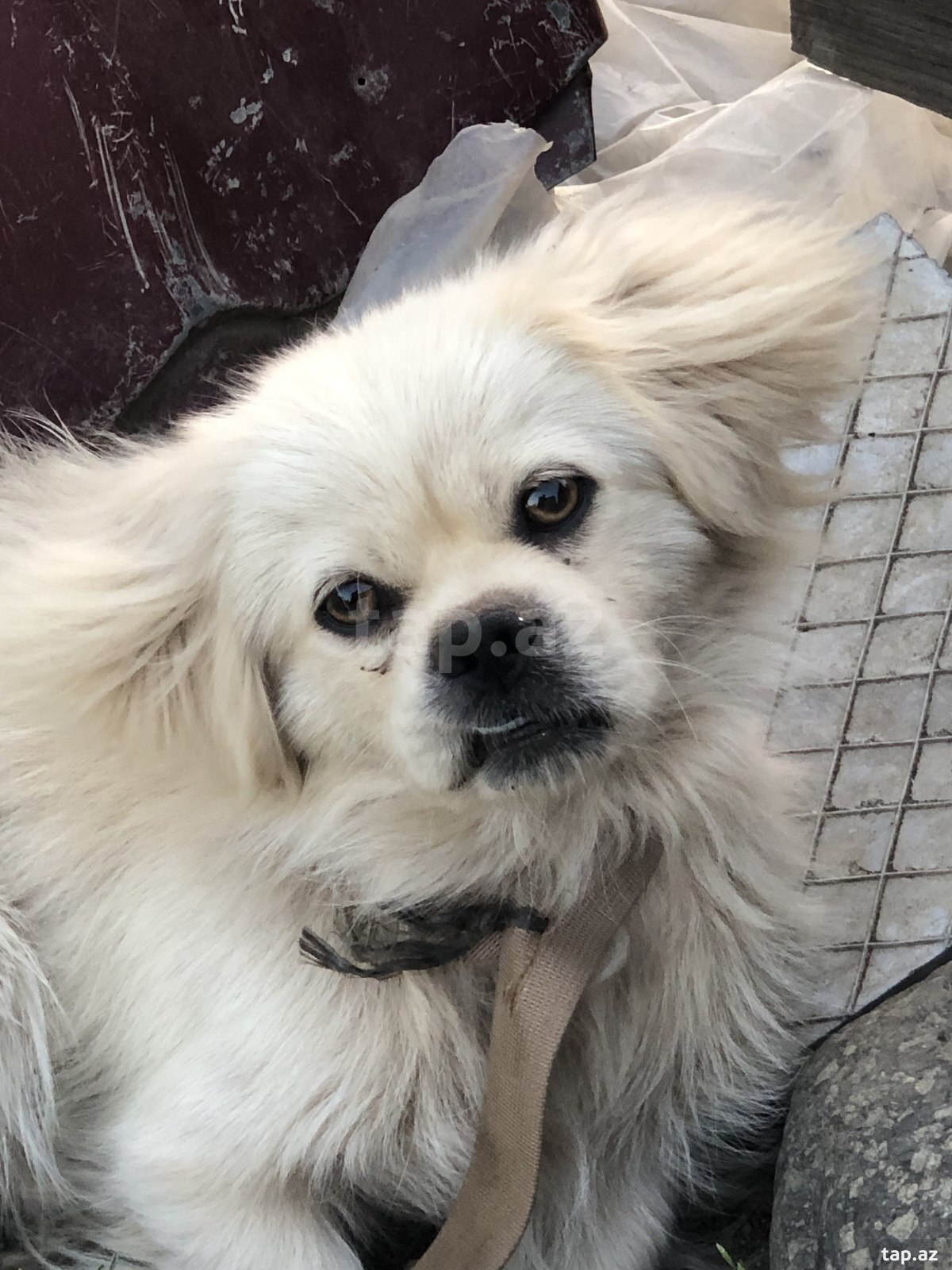 Pekines