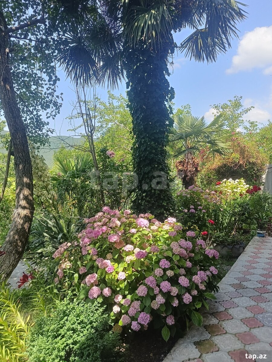 Həyət evi kirayə verilir, Şəki ş. (21)