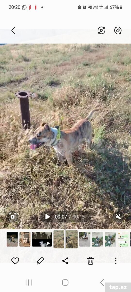 Pitbul
