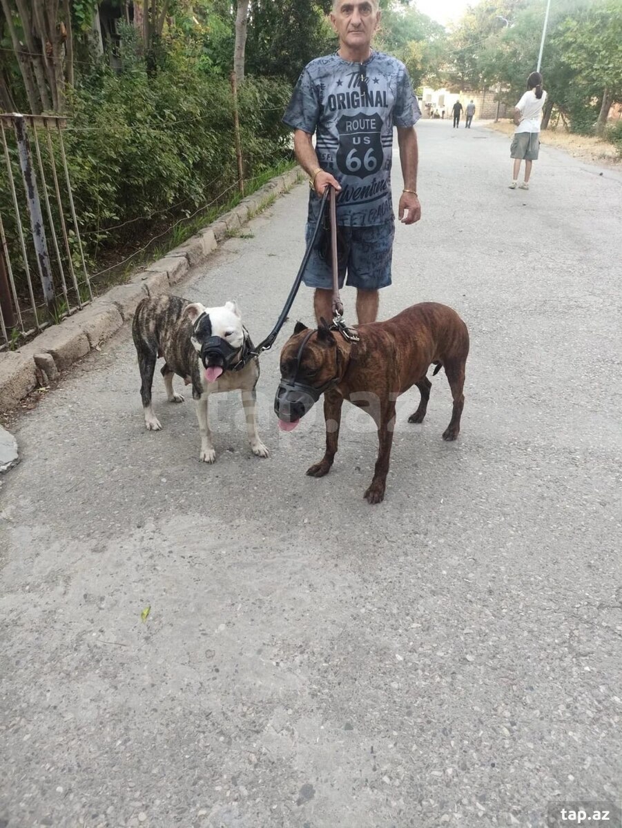Pitbul (2)