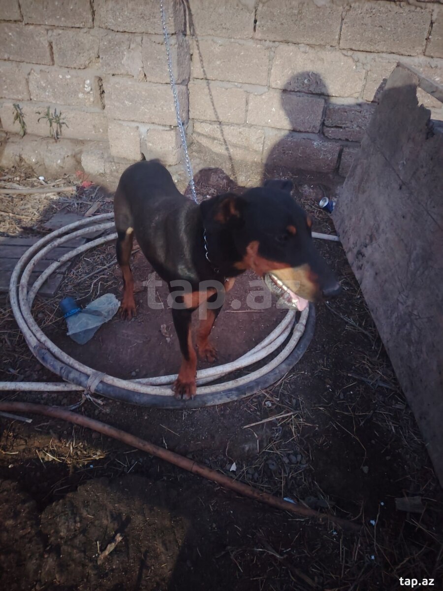 Doberman  (3)