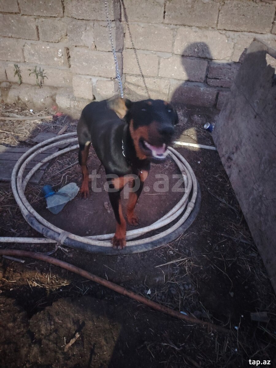 Doberman  (2)