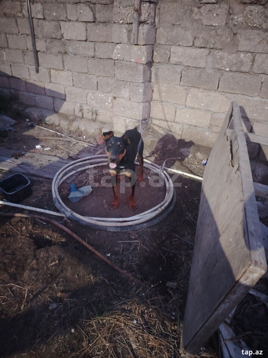 Doberman  (5)