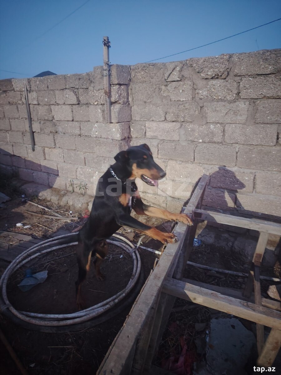 Doberman  (4)