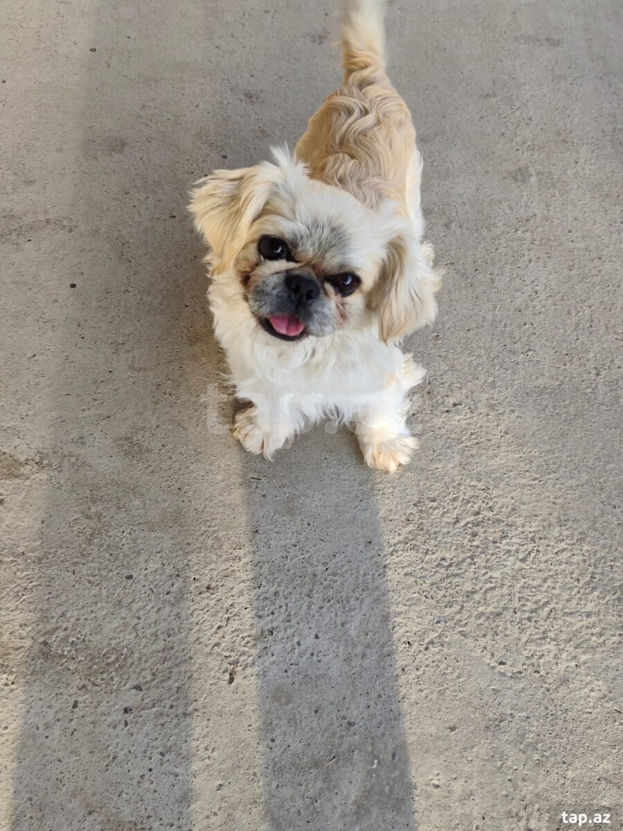 Pekines