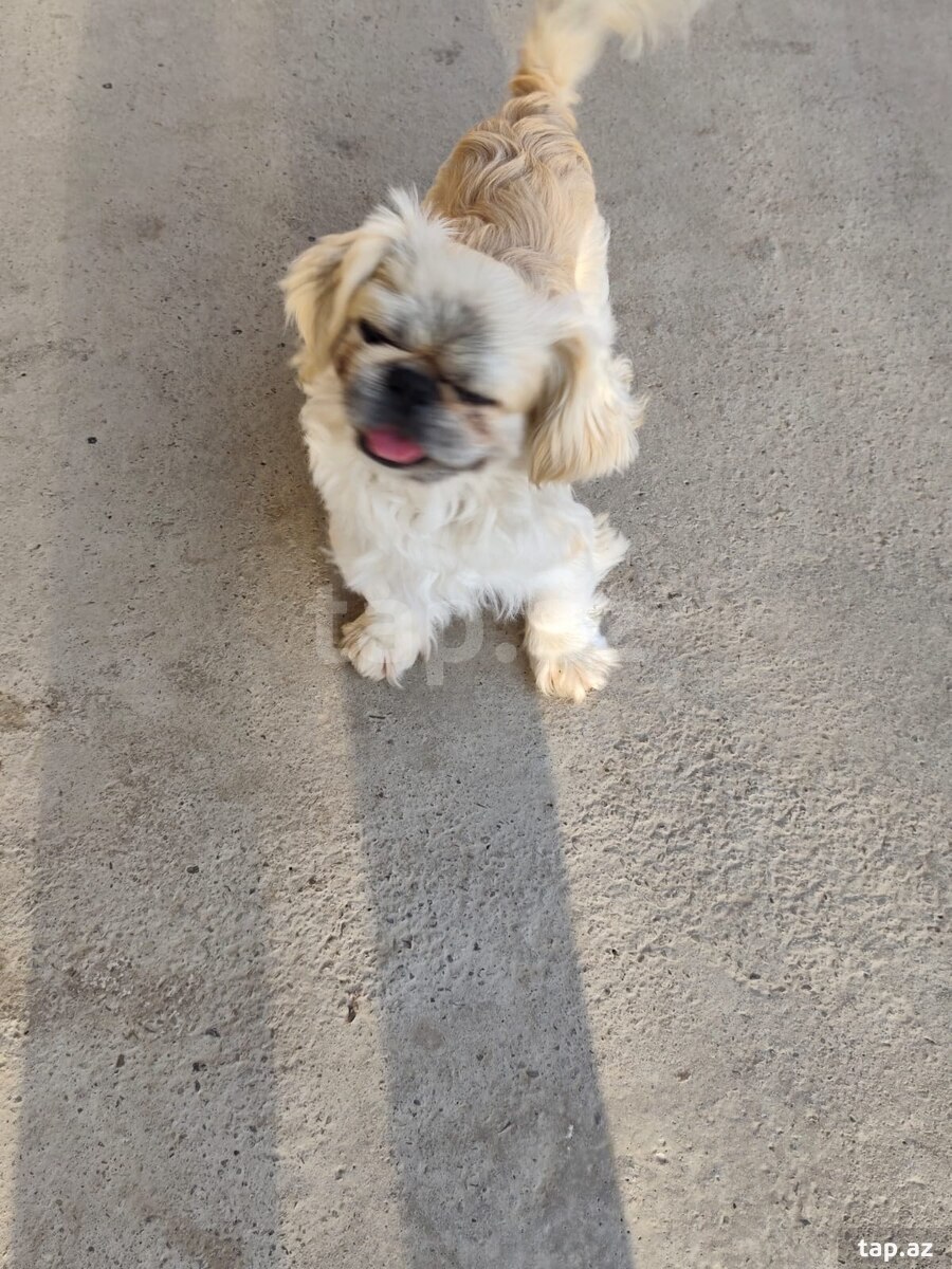 Pekines (2)