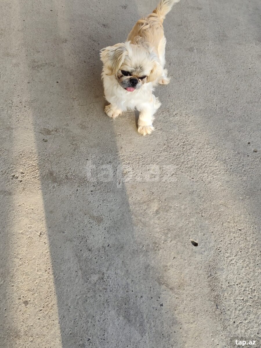 Pekines (3)