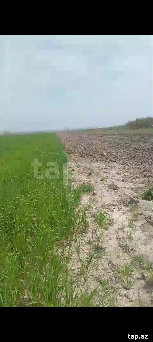 150 sot torpaq sahəsi, Quba r.