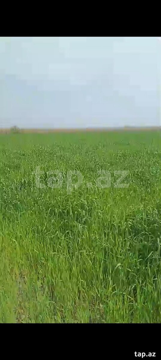 150 sot torpaq sahəsi, Quba r. (3)