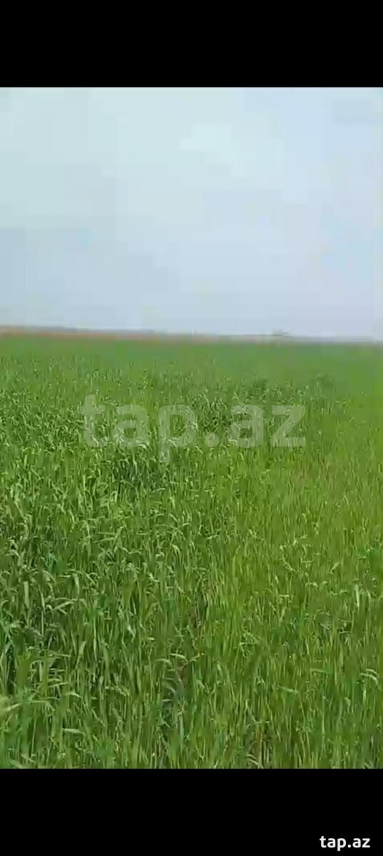 150 sot torpaq sahəsi, Quba r. (2)