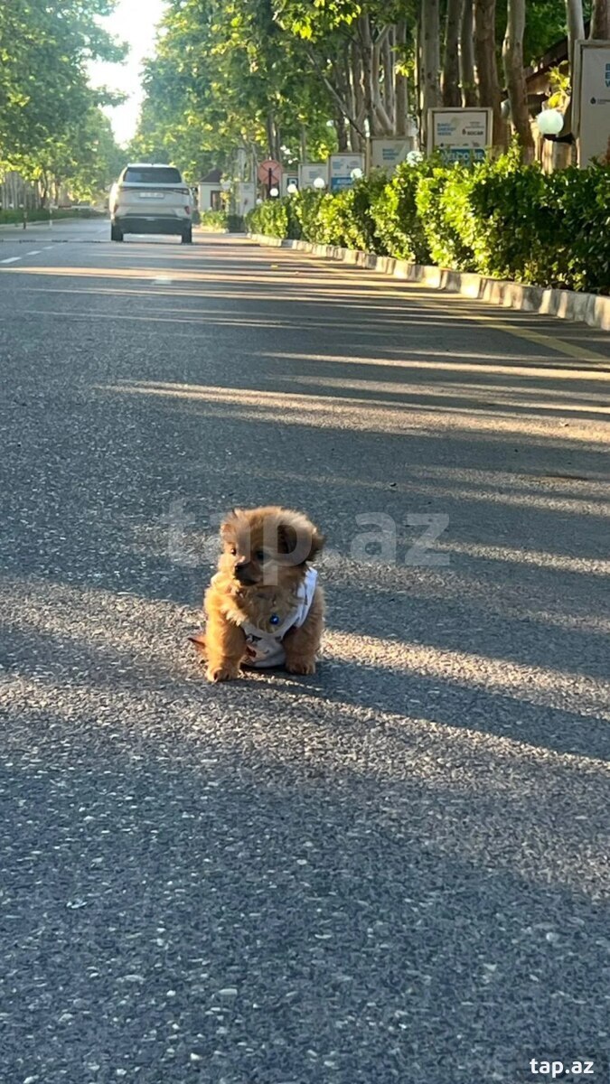 Pekines  (2)
